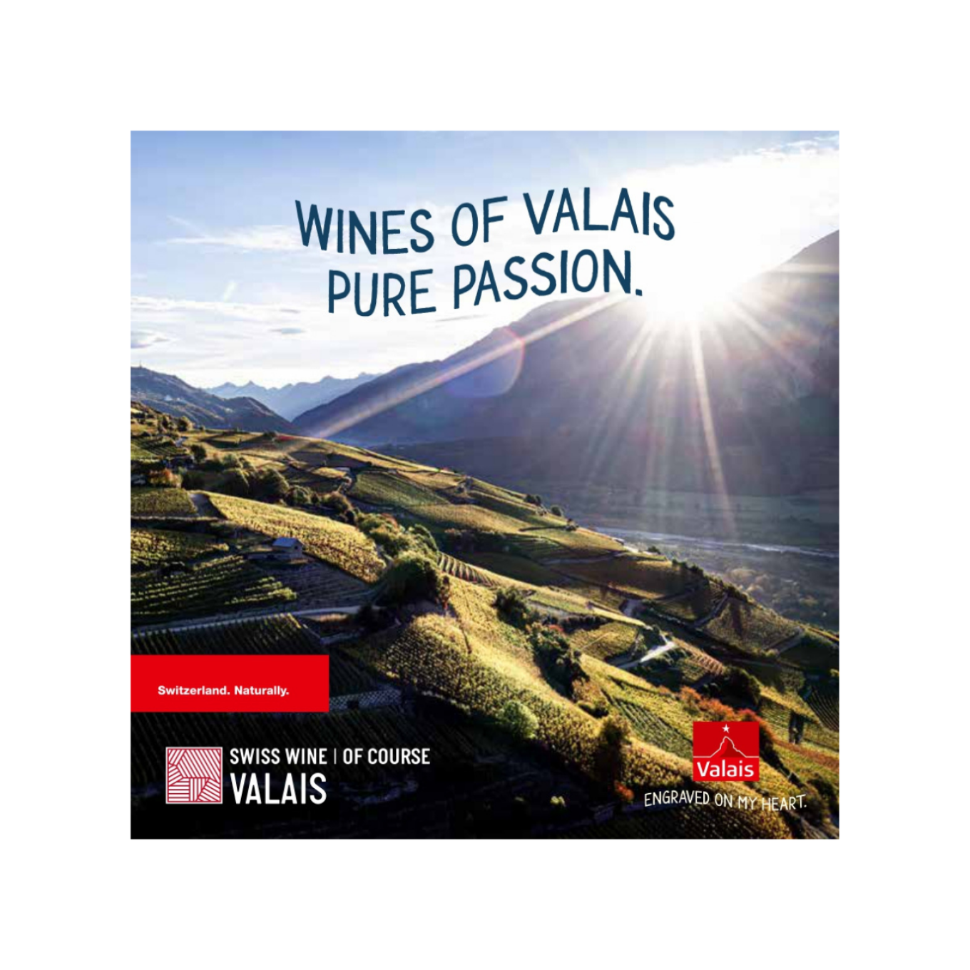 Bild von Broschuere Swiss Wine Valais